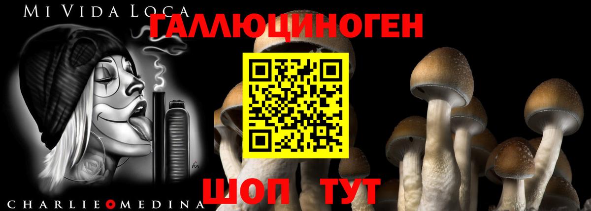 Галлюциногенные грибы Psilocybine cubensis Тында